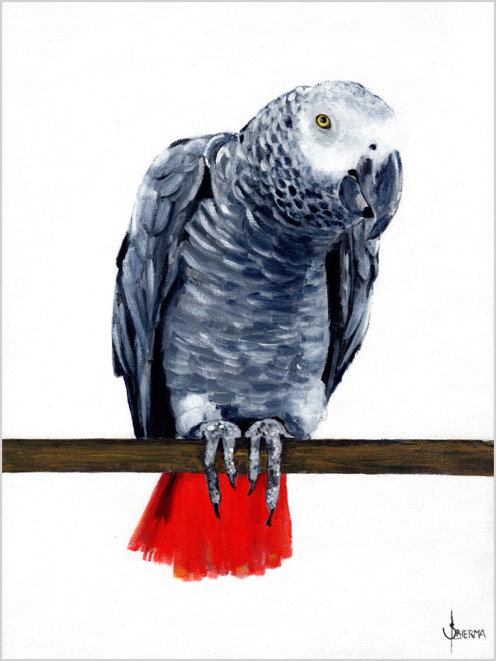 art portrait of a grey parrot with red tail sitting on a branch
