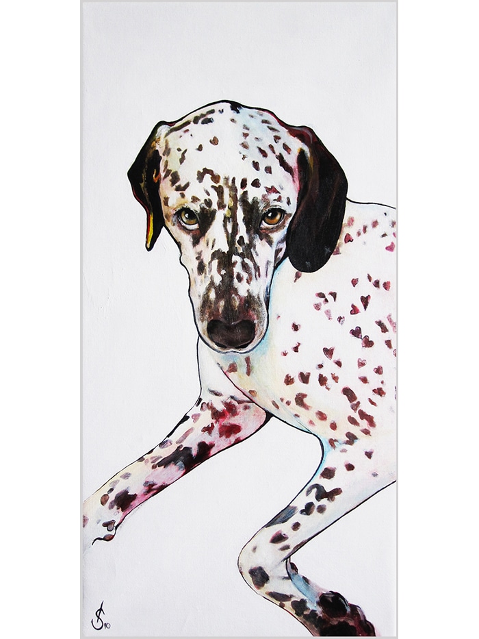 portrait of a dalmatian dog laying down